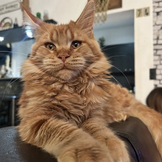chaton Maine coon red Akasha Ibiza Chatterie Maceo’s Gône’s Maine Coons red 