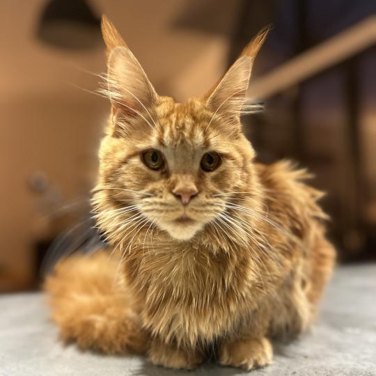 chaton Maine coon red Akasha Ibiza Chatterie Maceo’s Gône’s Maine Coons red 