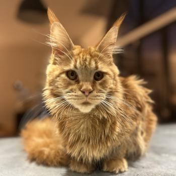 Maceo’s Gône’s Akasha Ibiza Femelle Maine coon