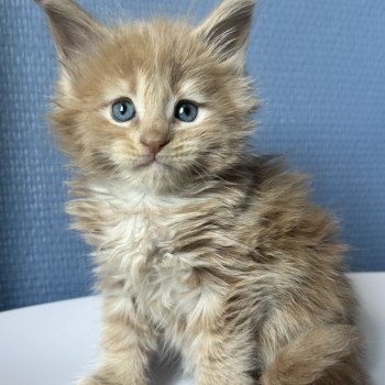 Maceo’s Gône’s Amnesia Ibiza Femelle Maine coon
