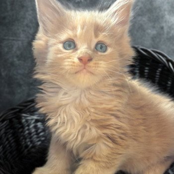 Maceo’s Gône’s Amnesia Ibiza Femelle Maine coon