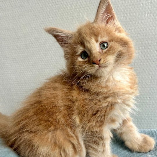 chaton Maine coon cream Amnesia Ibiza Chatterie Maceo’s Gône’s Maine Coons cream 