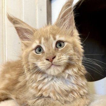 Maceo’s Gône’s Amnesia Ibiza Femelle Maine coon