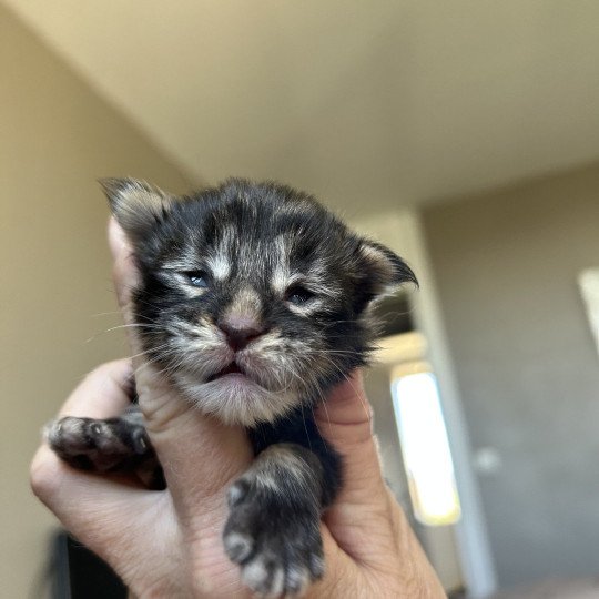 chaton Maine coon brown tabby Aragorn Chatterie Maceo’s Gône’s Maine Coons brown tabby