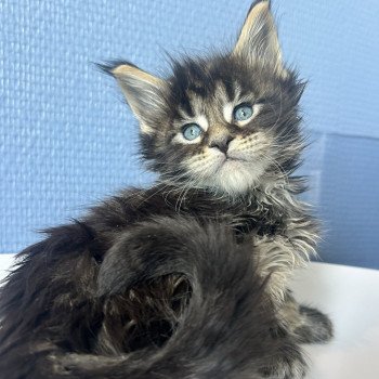Maceo’s Gône’s Aragorn Mâle Maine coon
