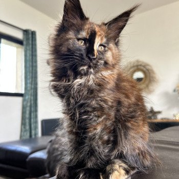 Maceo’s Gône’s Arkánn Femelle Maine coon
