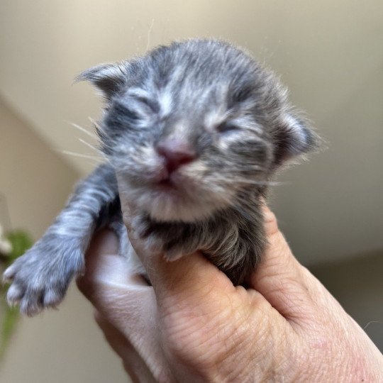 chaton Maine coon blue tabby Artax Chatterie Maceo’s Gône’s Maine Coons blue tabby