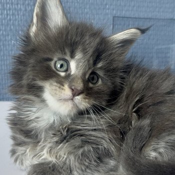 Maceo’s Gône’s Artax Mâle Maine coon