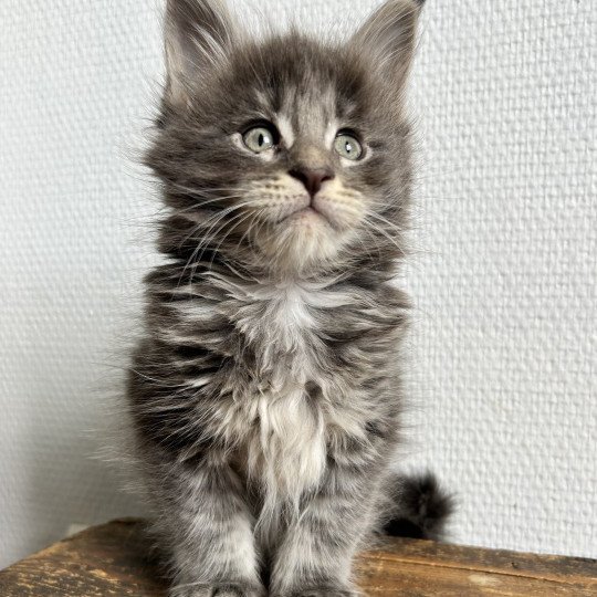 chaton Maine coon blue tabby Artax Chatterie Maceo’s Gône’s Maine Coons blue tabby