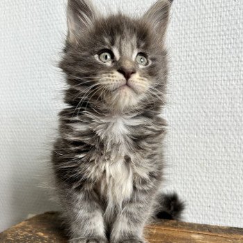 Maceo’s Gône’s Artax Mâle Maine coon