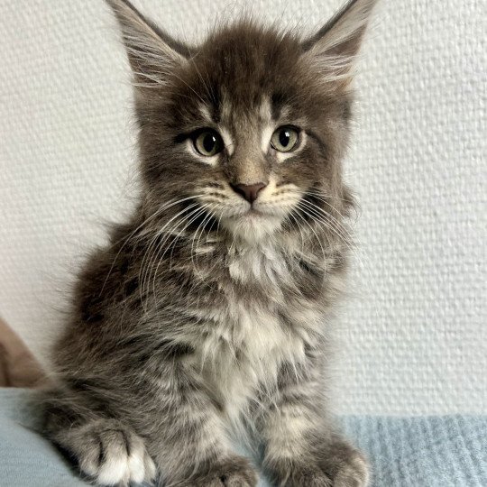 chaton Maine coon blue tabby Artax Chatterie Maceo’s Gône’s Maine Coons blue tabby