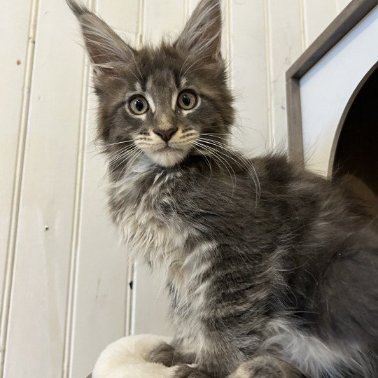 chaton Maine coon blue tabby Artax Chatterie Maceo’s Gône’s Maine Coons blue tabby