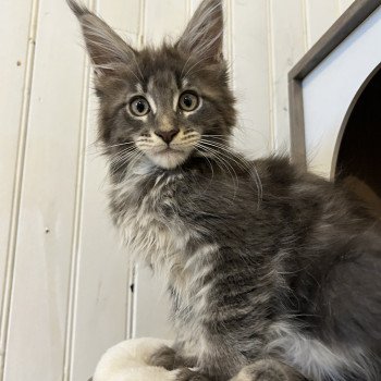 Maceo’s Gône’s Artax Mâle Maine coon