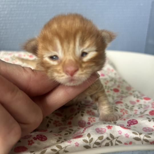 chaton Maine coon red mackerel tabby Barz Chatterie Maceo’s Gône’s Maine Coons red mackerel tabby
