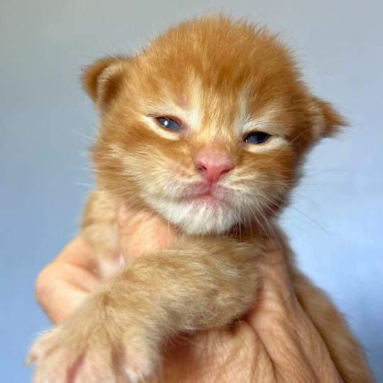 chaton Maine coon red mackerel tabby Barz Chatterie Maceo’s Gône’s Maine Coons red mackerel tabby