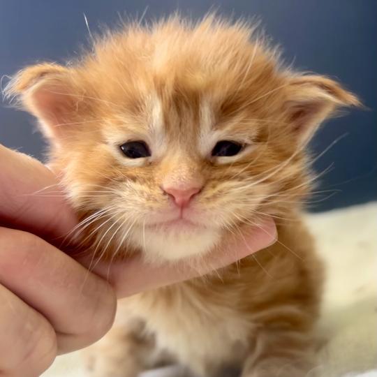chaton Maine coon red mackerel tabby Barz Chatterie Maceo’s Gône’s Maine Coons red mackerel tabby