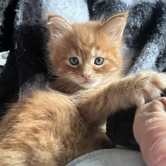chaton Maine coon red mackerel tabby Barz Chatterie Maceo’s Gône’s Maine Coons red mackerel tabby