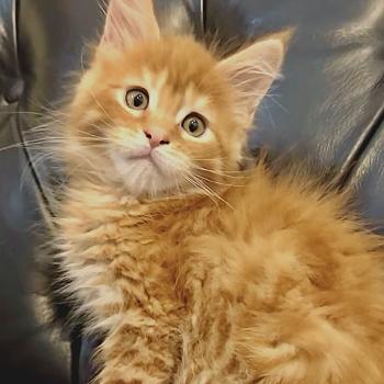 Maceo’s Gône’s Babooshka Femelle Maine coon