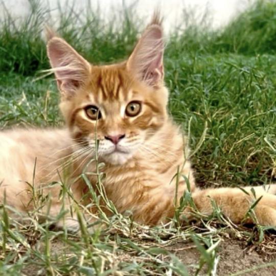 chaton Maine coon red spotted tabby Babooshka Chatterie Maceo’s Gône’s Maine Coons red spotted tabby