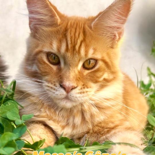 chaton Maine coon red spotted tabby Babooshka Chatterie Maceo’s Gône’s Maine Coons red spotted tabby