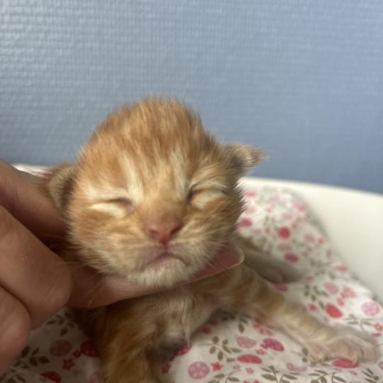 chaton Maine coon red Baxter Chatterie Maceo’s Gône’s Maine Coons red blotched tabby
