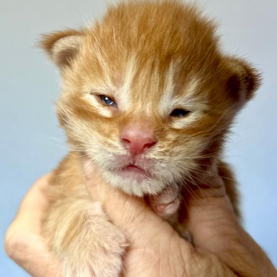 chaton Maine coon red Baxter Chatterie Maceo’s Gône’s Maine Coons red blotched tabby