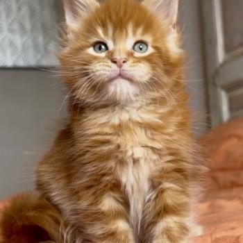 Maceo’s Gône’s Baxter Mâle Maine coon