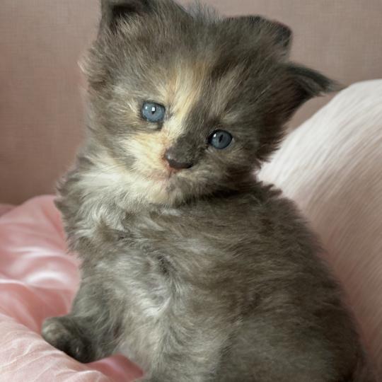 chaton Maine coon blue tortie Beryl d’Or Chatterie Maceo’s Gône’s Maine Coons blue tortie 
