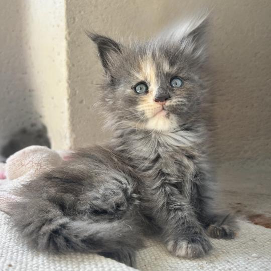 chaton Maine coon blue tortie Beryl d’Or Chatterie Maceo’s Gône’s Maine Coons blue tortie 