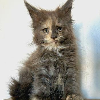 Maceo’s Gône’s Beryl d’Or Femelle Maine coon