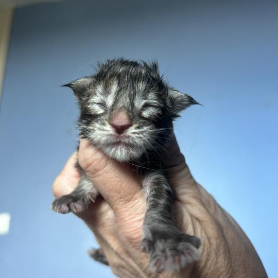 chaton Maine coon brown tortie mackerel tabby Björk Chatterie Maceo’s Gône’s Maine Coons brown tortie mackerel tabby