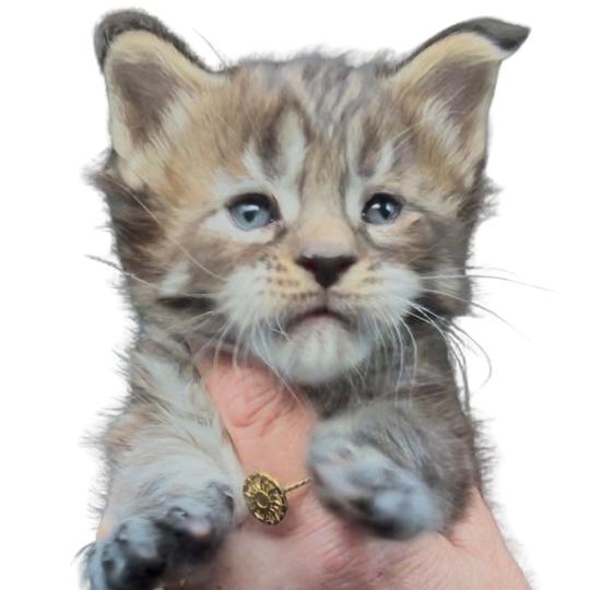 chaton Maine coon brown tortie mackerel tabby Bixie Cute Chatterie Maceo’s Gône’s Maine Coons brown tortie mackerel tabby