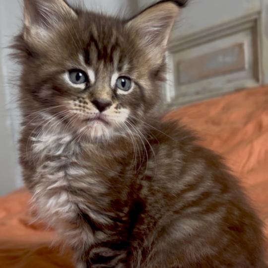 chaton Maine coon brown tortie mackerel tabby Bixie Cute Chatterie Maceo’s Gône’s Maine Coons brown tortie mackerel tabby