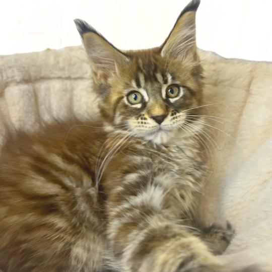chaton Maine coon brown tortie mackerel tabby Bixie Cute Chatterie Maceo’s Gône’s Maine Coons brown tortie mackerel tabby