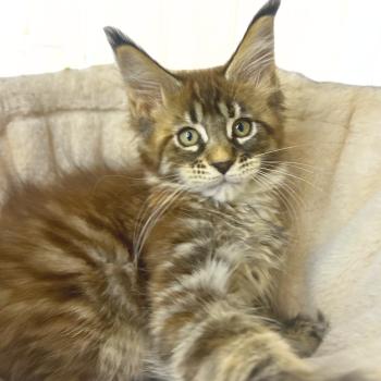Maceo’s Gône’s Bixie Cute Femelle Maine coon