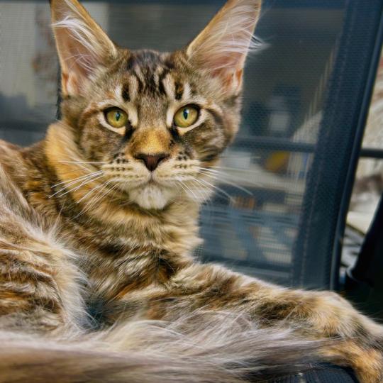 chaton Maine coon brown tortie mackerel tabby Bixie Cute Chatterie Maceo’s Gône’s Maine Coons brown tortie mackerel tabby
