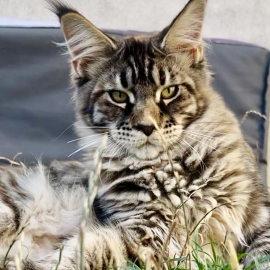 chaton Maine coon brown tortie mackerel tabby Bixie Cute Chatterie Maceo’s Gône’s Maine Coons brown tortie mackerel tabby
