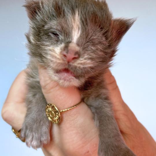 chaton Maine coon blue tortie Boreal Chatterie Maceo’s Gône’s Maine Coons blue tortie 