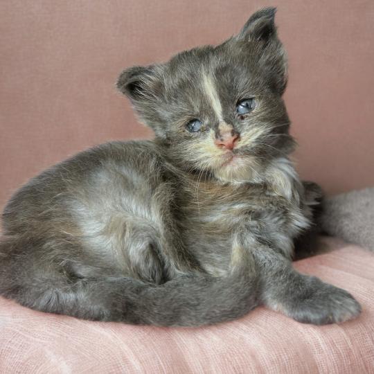 chaton Maine coon blue tortie Boreál d’Azur Chatterie Maceo’s Gône’s Maine Coons blue tortie 