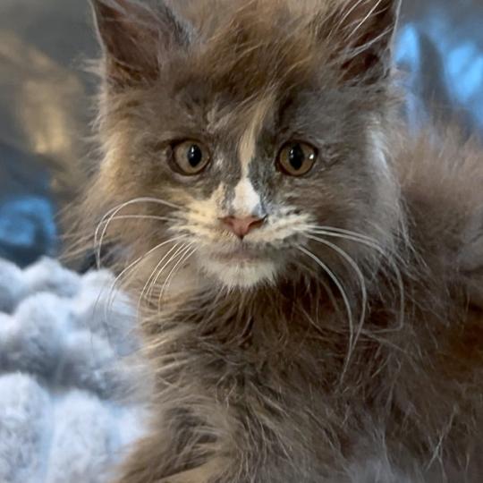 chaton Maine coon blue tortie Boreál d’Azur Chatterie Maceo’s Gône’s Maine Coons blue tortie 
