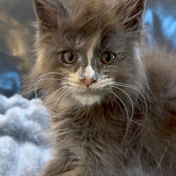 Maceo’s Gône’s Boreál d’Azur Femelle Maine coon