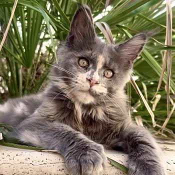 Maceo’s Gône’s Boreál d’Azur Femelle Maine coon