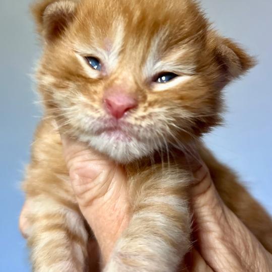 chaton Maine coon red mackerel tabby Buckley Chatterie Maceo’s Gône’s Maine Coons red mackerel tabby