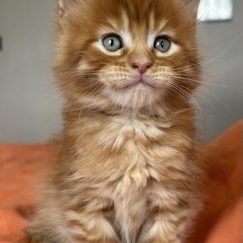Maceo’s Gône’s Buckley Mâle Maine coon
