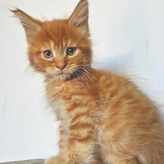 chaton Maine coon red mackerel tabby Buckley Chatterie Maceo’s Gône’s Maine Coons red mackerel tabby