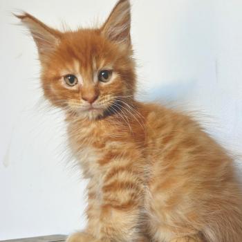 Maceo’s Gône’s Buckley Mâle Maine coon
