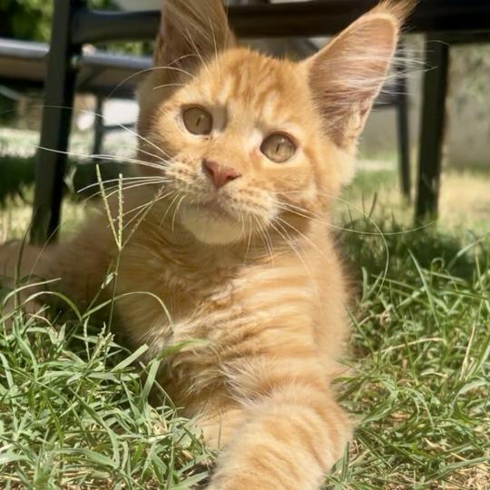 chaton Maine coon red mackerel tabby Buckley Chatterie Maceo’s Gône’s Maine Coons red mackerel tabby