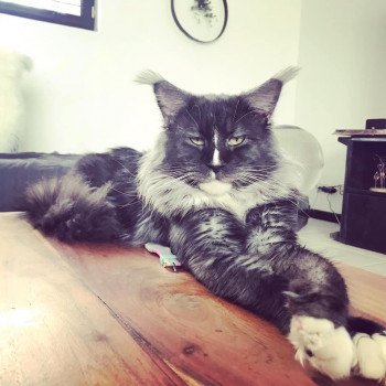CATS EST LAVIE GERTRUD dit VITALIC Mâle Maine coon