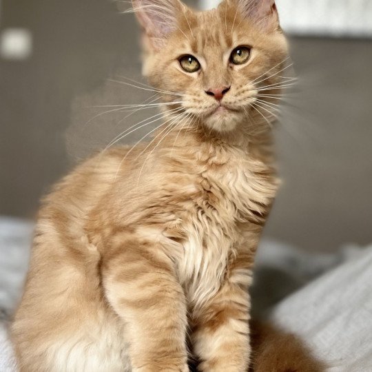 chat Maine coon cream blotched tabby In Love with Tomen Chatterie Maceo’s Gône’s Maine Coons cream 