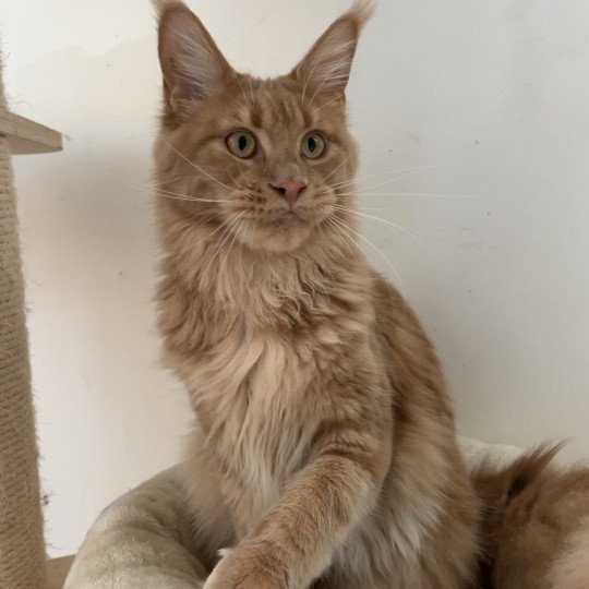 chat Maine coon cream blotched tabby In Love with Tomen Chatterie Maceo’s Gône’s Maine Coons cream 